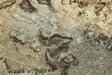 Devonian Stromatolite Slab - Orkney, Scotland #281621-1